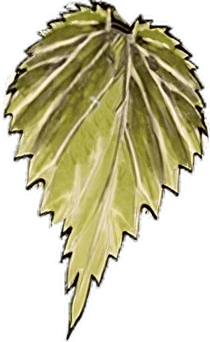 Nettle leaf