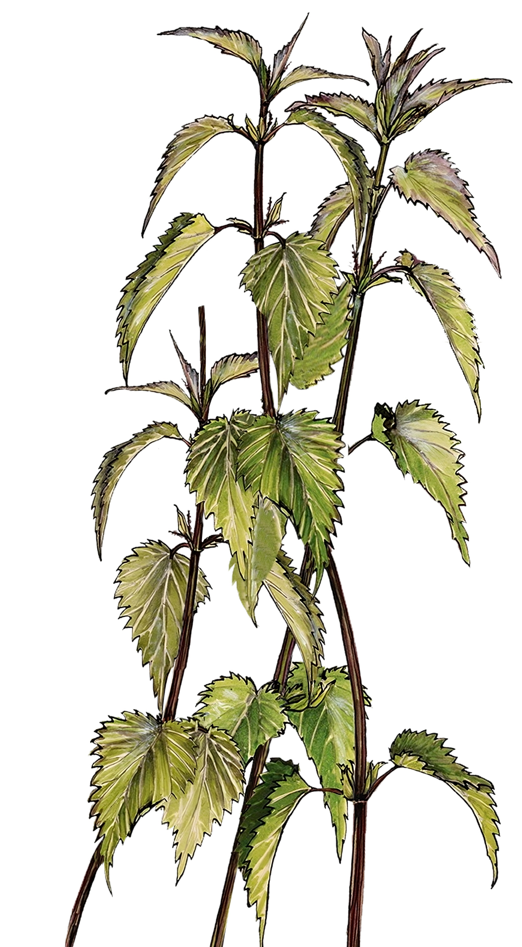 Nettle plants